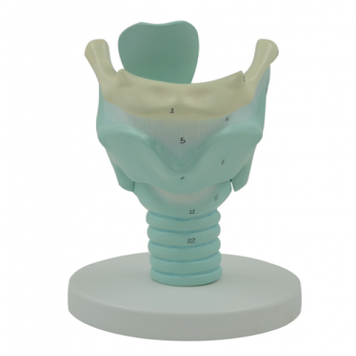 喉結(jié)構(gòu)與功能放大模型（喉軟骨模型）